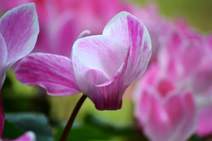 Nahaufnahme einer rosa Blume